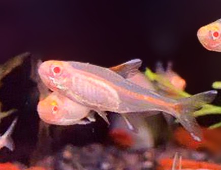 Albino Glow Light